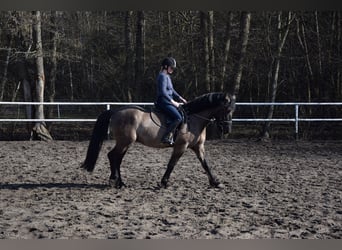 Other Warmbloods, Gelding, 6 years, 15.1 hh, Buckskin