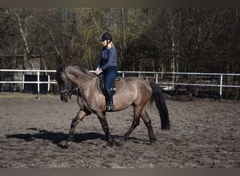 Other Warmbloods, Gelding, 6 years, 15.1 hh, Buckskin