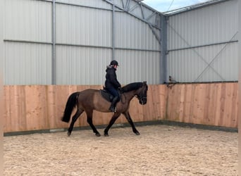 Other Warmbloods, Gelding, 6 years, 15.1 hh, Buckskin