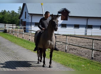 Other Warmbloods, Gelding, 6 years, 15.1 hh, Dun