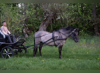Other Warmbloods Mix, Gelding, 6 years, 15.1 hh, Dun