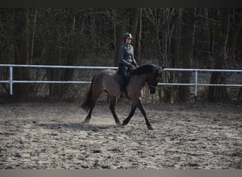 Other Warmbloods, Gelding, 6 years, 15.1 hh, Dun