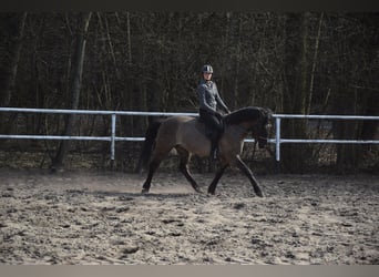 Other Warmbloods, Gelding, 6 years, 15.1 hh, Dun