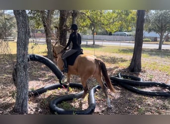 Other Warmbloods, Gelding, 6 years, 15.2 hh, Champagne