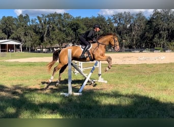 Other Warmbloods, Gelding, 6 years, 15.2 hh, Champagne