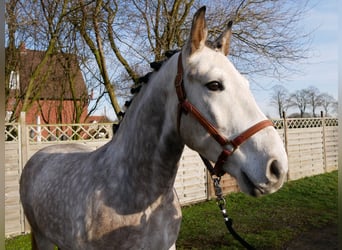 Other Warmbloods, Gelding, 6 years, 15.2 hh, Grey-Dapple