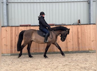 Other Warmbloods, Gelding, 6 years, 15,1 hh, Buckskin