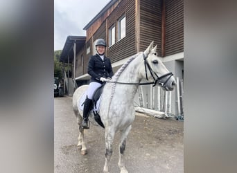 Other Warmbloods, Gelding, 6 years, 15,1 hh, Grey-Dapple