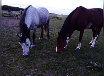 Other Warmbloods, Gelding, 6 years, 15,1 hh, Grey