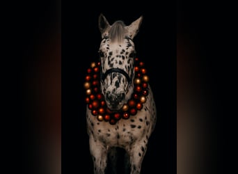 Other Warmbloods, Gelding, 6 years, 15,1 hh, Leopard-Piebald