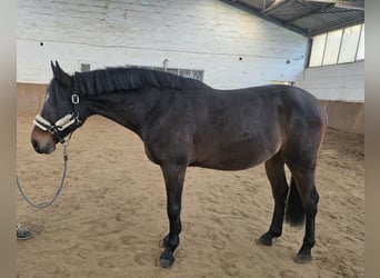 Other Warmbloods, Gelding, 6 years, 15,2 hh, Bay-Dark
