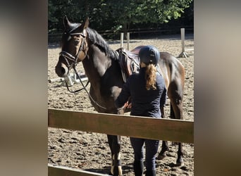 Other Warmbloods, Gelding, 6 years, 15,2 hh, Bay-Dark