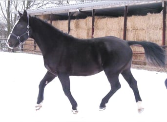 Other Warmbloods Mix, Gelding, 6 years, 15,2 hh, Black