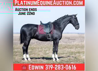 Other Warmbloods, Gelding, 6 years, 15,2 hh, Black