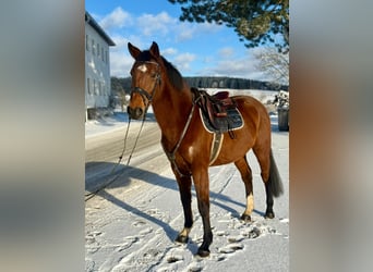 Other Warmbloods, Gelding, 6 years, 15,2 hh, Brown