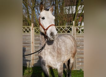 Other Warmbloods, Gelding, 6 years, 15,2 hh, Grey-Dapple