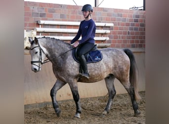 Other Warmbloods, Gelding, 6 years, 15,2 hh, Grey-Dapple