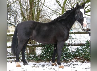 Other Warmbloods Mix, Gelding, 6 years, 15,2 hh