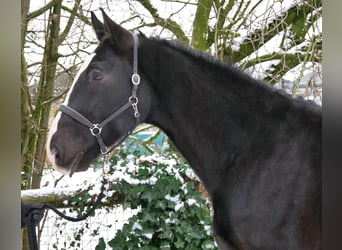 Other Warmbloods Mix, Gelding, 6 years, 15,2 hh