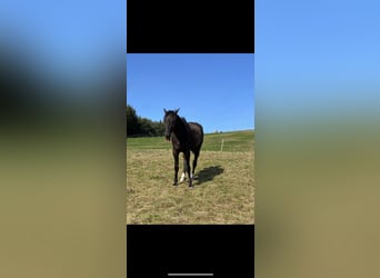 Other Warmbloods, Gelding, 6 years, 15,3 hh, Black