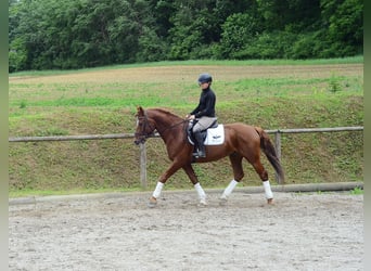 Other Warmbloods, Gelding, 6 years, 15,3 hh, Chestnut-Red