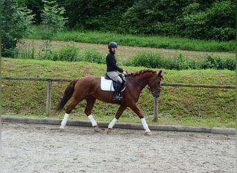 Other Warmbloods, Gelding, 6 years, 15,3 hh, Chestnut-Red