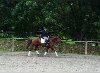 Other Warmbloods, Gelding, 6 years, 15,3 hh, Chestnut-Red