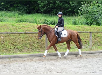 Other Warmbloods, Gelding, 6 years, 15,3 hh, Chestnut-Red