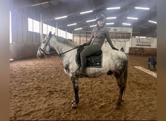 Other Warmbloods, Gelding, 6 years, 15,3 hh, Gray-Dapple