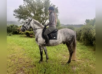 Other Warmbloods, Gelding, 6 years, 15,3 hh, Gray-Dapple