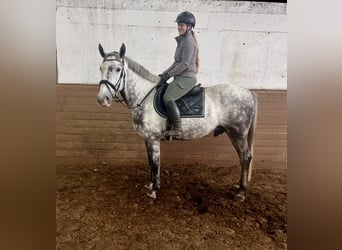 Other Warmbloods, Gelding, 6 years, 15,3 hh, Gray-Dapple