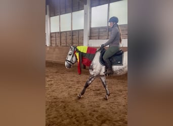 Other Warmbloods, Gelding, 6 years, 15,3 hh, Gray-Dapple