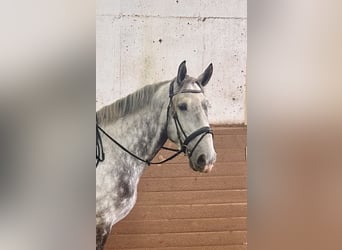 Other Warmbloods, Gelding, 6 years, 15,3 hh, Gray-Dapple