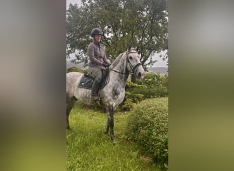Other Warmbloods, Gelding, 6 years, 15,3 hh, Gray-Dapple