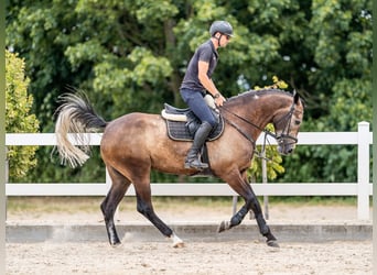 Other Warmbloods, Gelding, 6 years, 16.1 hh, Gray-Red-Tan