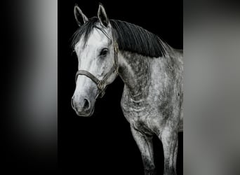 Other Warmbloods, Gelding, 6 years, 16.1 hh, Grey