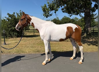 Other Warmbloods, Gelding, 6 years, 16.1 hh, Pinto