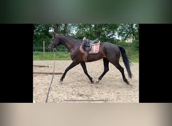 Other Warmbloods, Gelding, 6 years, 16.2 hh, Black