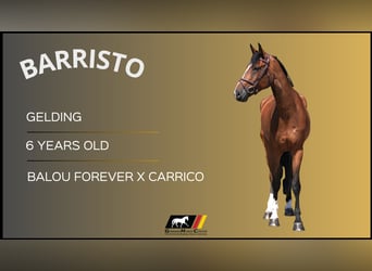 Other Warmbloods, Gelding, 6 years, 16.2 hh, Brown