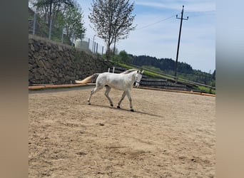 Other Warmbloods, Gelding, 6 years, 16.2 hh, Gray