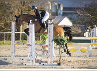 Other Warmbloods, Gelding, 6 years, 16 hh, Brown