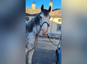 Other Warmbloods Mix, Gelding, 6 years, 16 hh, Overo-all-colors