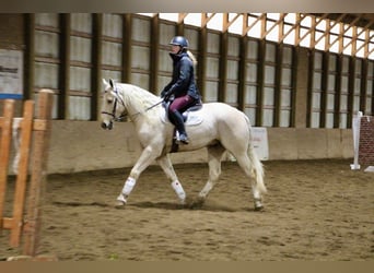 Other Warmbloods, Gelding, 6 years, 16 hh, Palomino
