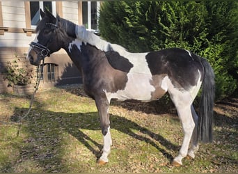 Other Warmbloods, Gelding, 6 years, 16 hh, Pinto