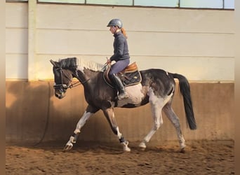 Other Warmbloods, Gelding, 6 years, 16 hh, Pinto