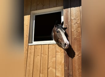 Other Warmbloods Mix, Gelding, 6 years, 16 hh, Pinto