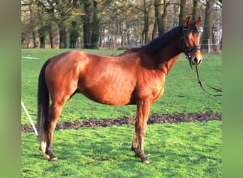 Other Warmbloods, Gelding, 6 years, 16,1 hh, Brown