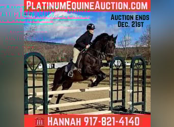 Other Warmbloods, Gelding, 6 years, 16,2 hh, Bay