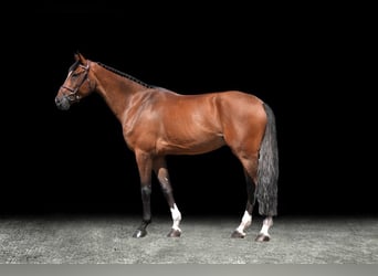 Other Warmbloods, Gelding, 6 years, 16,2 hh, Brown