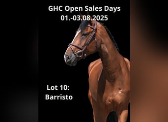 Other Warmbloods, Gelding, 6 years, 16,2 hh, Brown